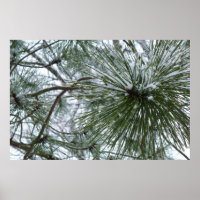 Snowy Pine Needles Winter Nature Photography