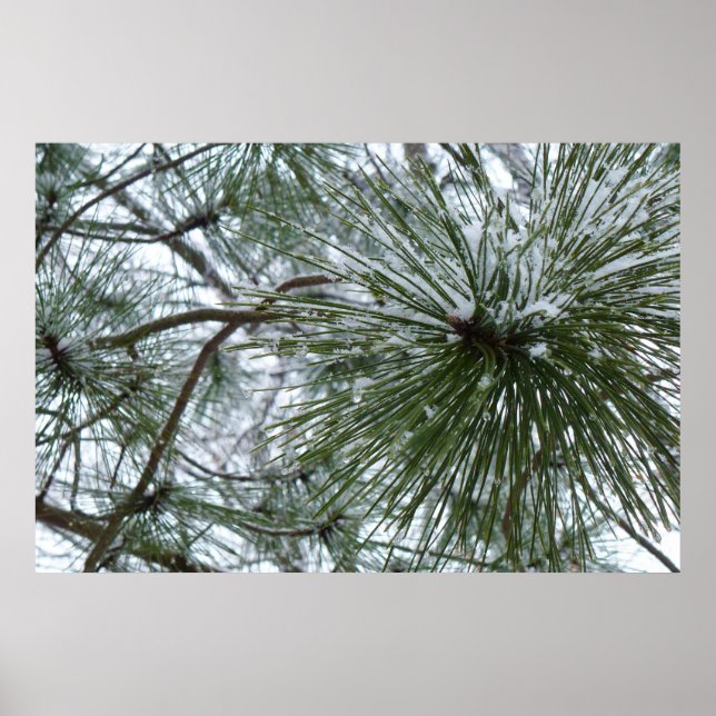 Snowy Pine Needles Winter Nature Photography Poster (Front)