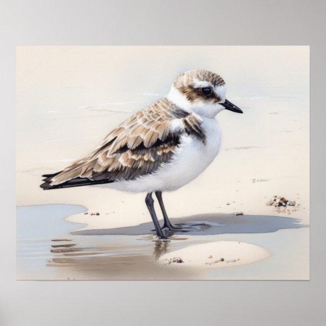 Snowy Plover Bird Art Print Poster (Front)