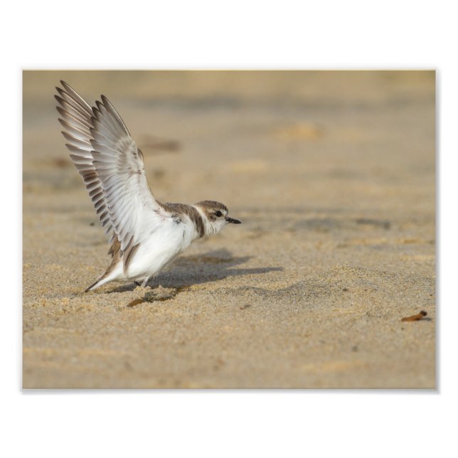 Snowy Plover Stretch Photo Print (Front)