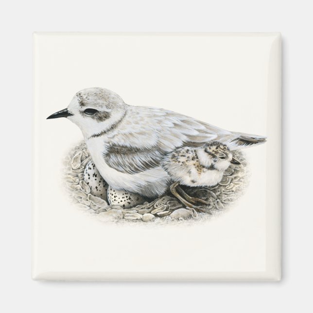 Snowy Plover with Chick and Eggs Magnet (Front)