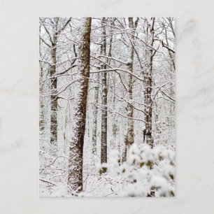 Snowy Pocono Woodlands Postcard