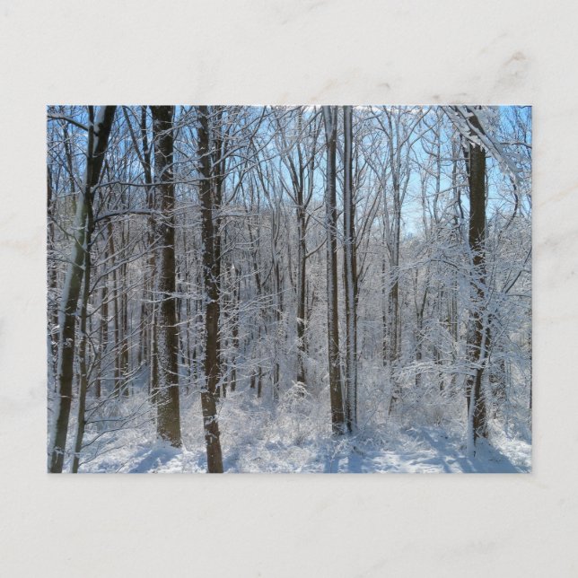 Snowy Poplar Forest I  Postcard (Front)