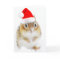 Snowy Santa Chipmunk