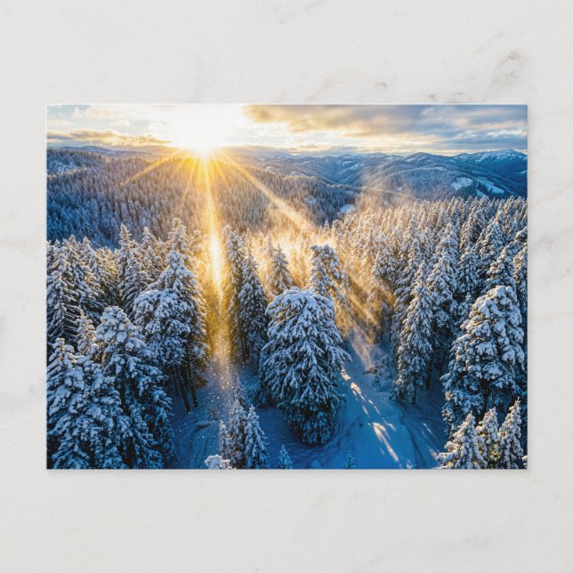 Snowy spruce forest from aerial view postcard (Front)