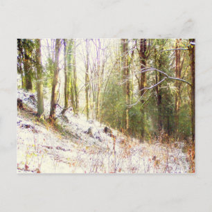 Snowy Sunlit Forest Glade #2 Postcard