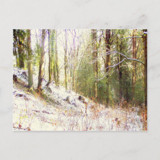 Snowy Sunlit Forest Glade #2 Postcard
