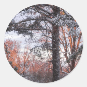Snowy Sunrise Winter Snow Pine Tree Photo Classic Round Sticker