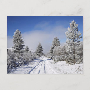 Snowy Track and Pine Trees, Cambrians, near St Postcard