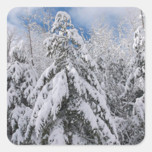 Snowy Trees Square Sticker
