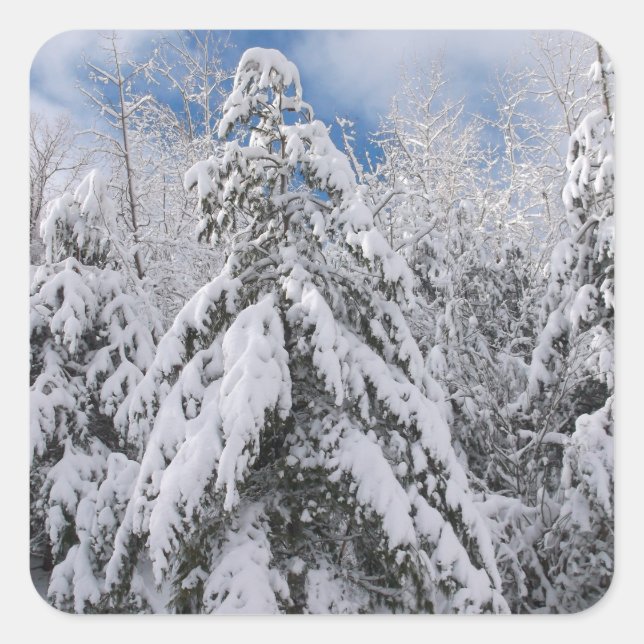 Snowy Trees Square Sticker (Front)