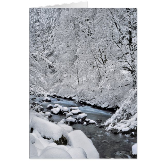 Snowy white creek scenic, Oregon (Front)