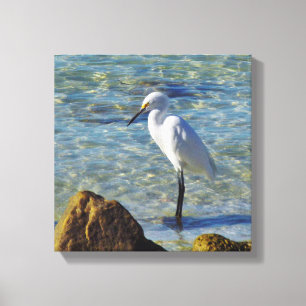 Snowy White Egret in Surf Canvas Print