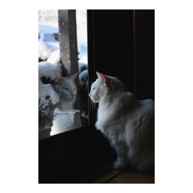 Snowy White Kitty Photo Print (Front)