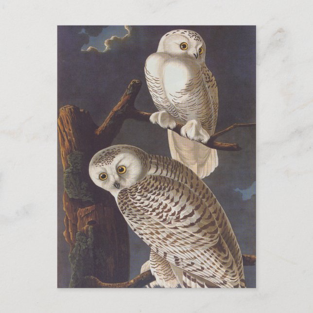 Snowy White Owls on a Dark Scary Night by Audubon Postcard (Front)