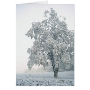 Snowy winter landscape