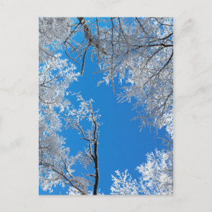 Snowy Winter Scene Postcard