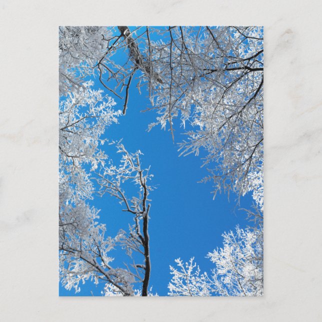 Snowy Winter Scene Postcard (Front)