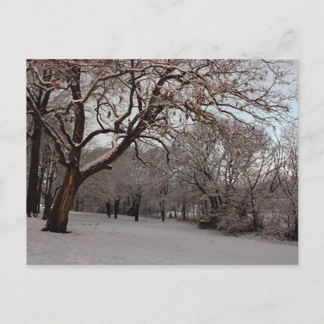 Snowy Woods photo postcard (Front)