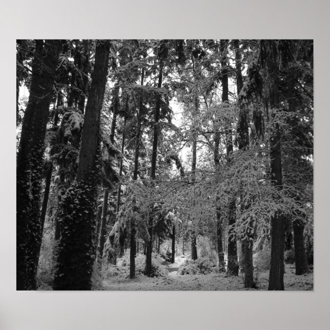 Snowy Woods Poster (Front)