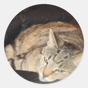 Snuggle Time For Indigo Classic Round Sticker