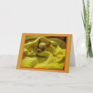 Snuggled Chihuahua Greeting Card