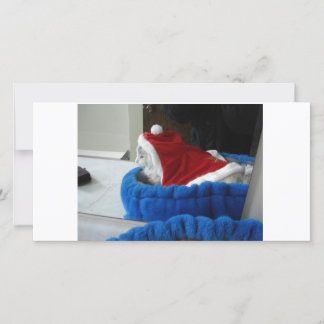 Snuggler is Santa Paws Holiday Card