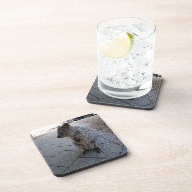 "Snuggles in Australia: A Cuddly Gray Quokka" Coaster (Right Side)