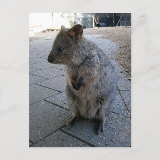 "Snuggles in Australia: A Cuddly Gray Quokka" Postcard (Front)