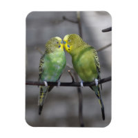 Snuggly Pair of Budgies