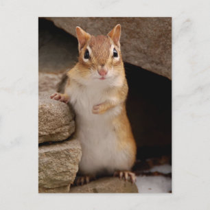 So Cute Curious Chipmunk Postcard
