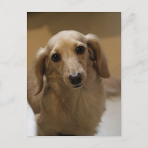 So Cute Dachschund Puppy Postcard