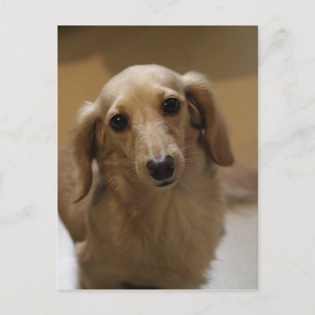 So Cute Dachschund Puppy Postcard (Front)