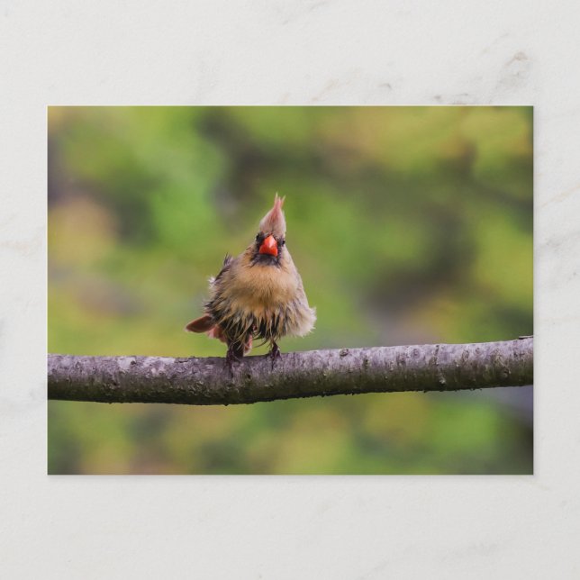 So How's Your Day Going? Postcard (Front)