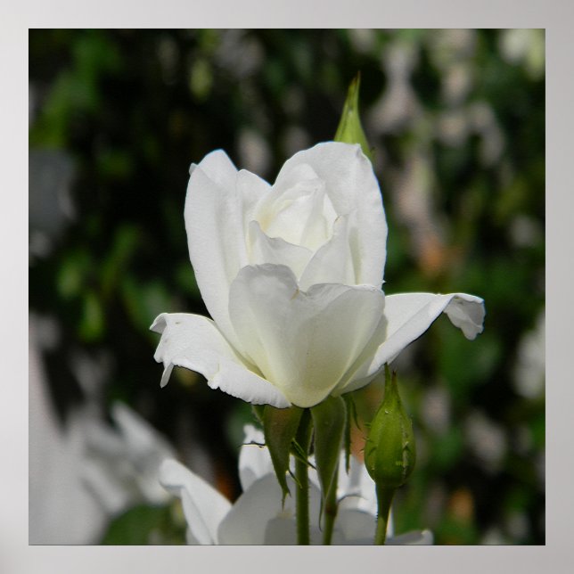 So pure... poster (Front)