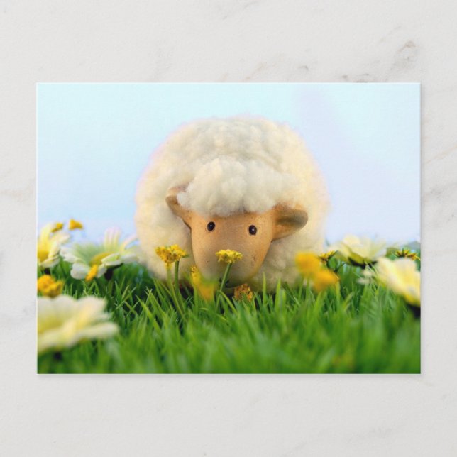 So sheepish! postcard (Front)
