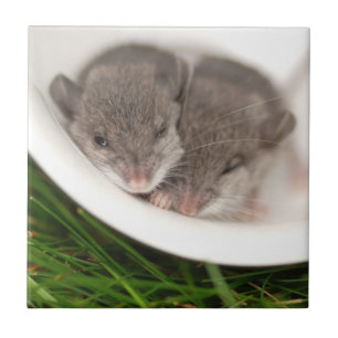So Sleepy Baby Mice Tile