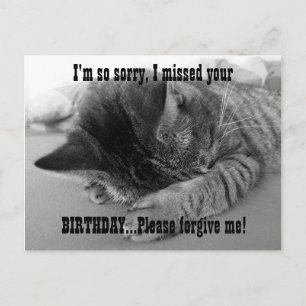 So Sorry Kitten Postcard