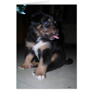 So There! Puppy raspberry