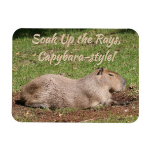 Soak Up the Rays, Capybara-style! Magnet