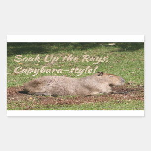 Soak Up the Rays, Capybara-style! Rectangular Sticker