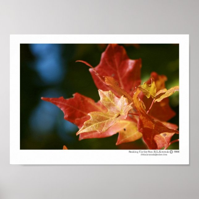 Soaking Up the Sun Poster (Front)