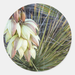 Soaptree Yucca Flowers In The Upper Missouri Classic Round Sticker