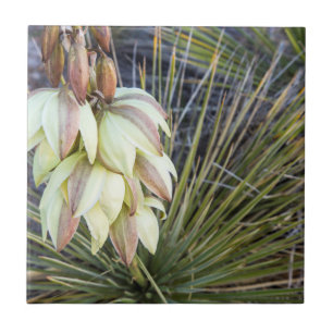 Soaptree Yucca Flowers In The Upper Missouri Tile
