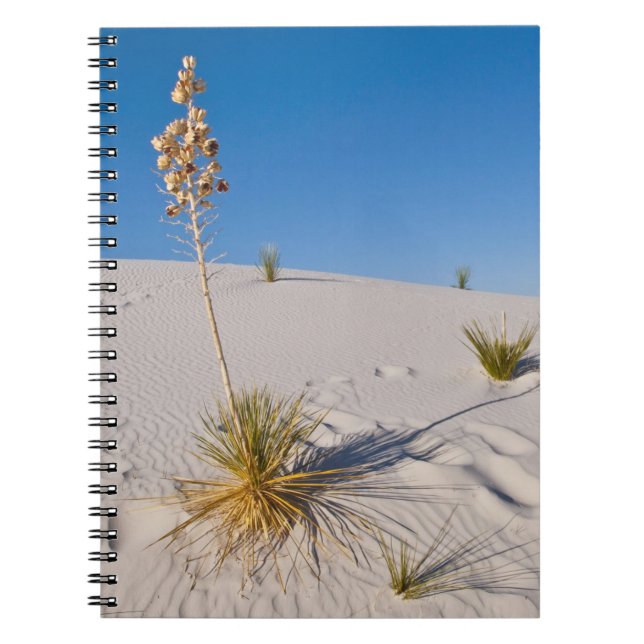 Soaptree Yucca, long Shadow, Transverse Dunes Notebook (Front)