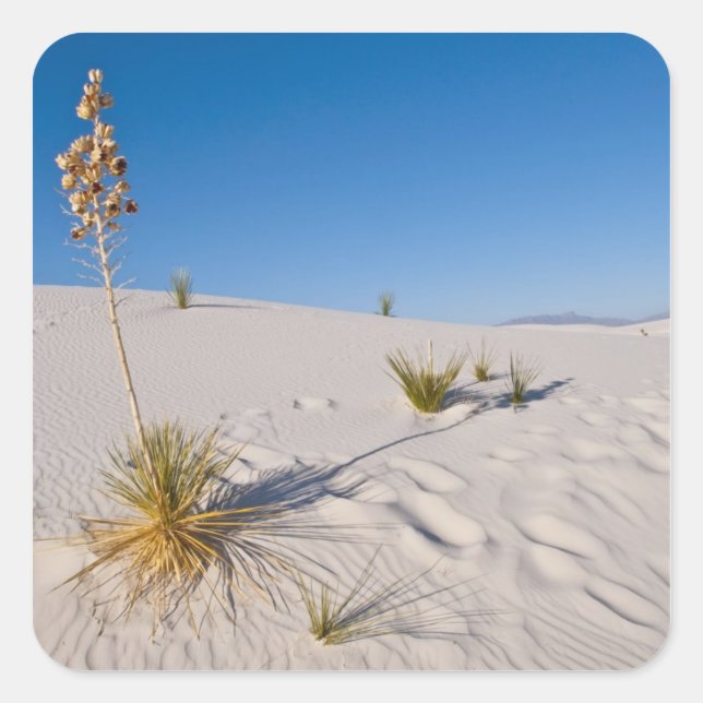 Soaptree Yucca, long Shadow, Transverse Dunes Square Sticker (Front)