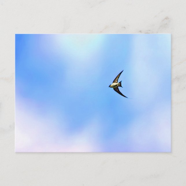 Soar Postcard (Front)