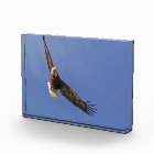 Soaring Bald Eagle