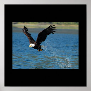 Soaring Eagle Poster