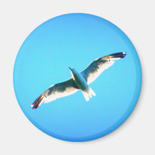 soaring gull magnet